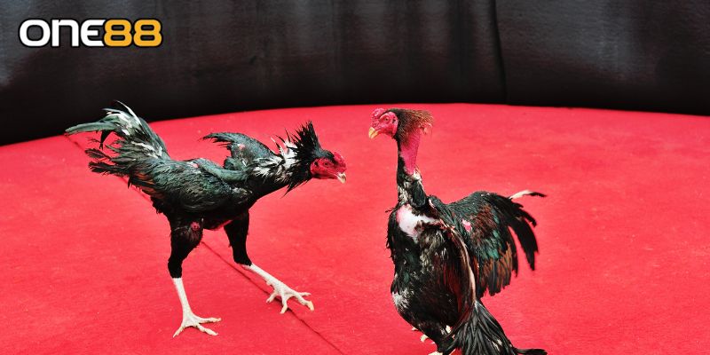 Thông tin cơ bản về đá gà cực sắt dành cho người mới