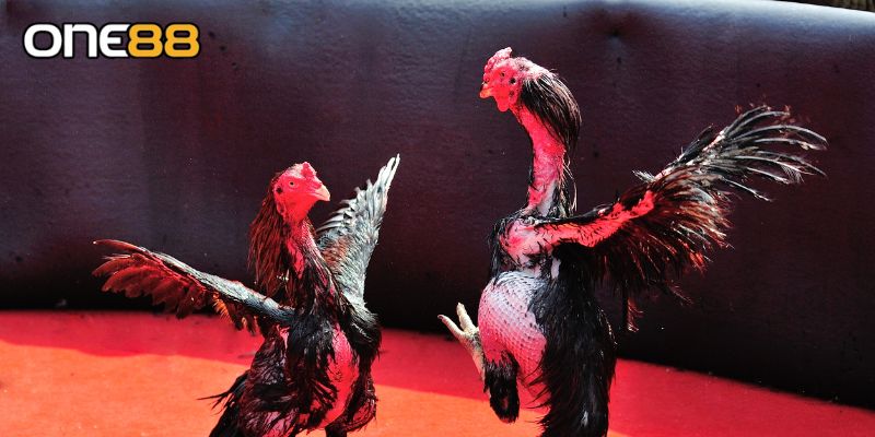 Đặc điểm nổi bật của đá gà thomo mà bạn cần nắm vững