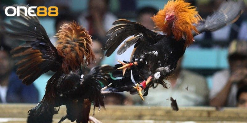 Trực tiếp sắc nét từng trận đấu giúp bạn dễ dàng theo dõi