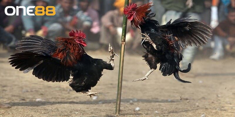 Kèo cược phong phú giúp người chơi tha hồ lựa chọn