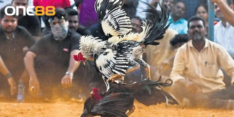 Đa dạng chiến kê quy tụ lại trong những trận cầu hấp dẫn